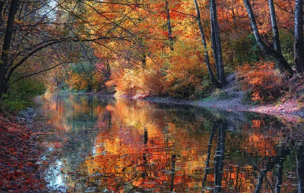 Trees, autumn, leaves, water mirror