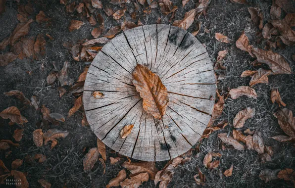 Abstract, forest, nature, wood, texture, art, autumn, pattern
