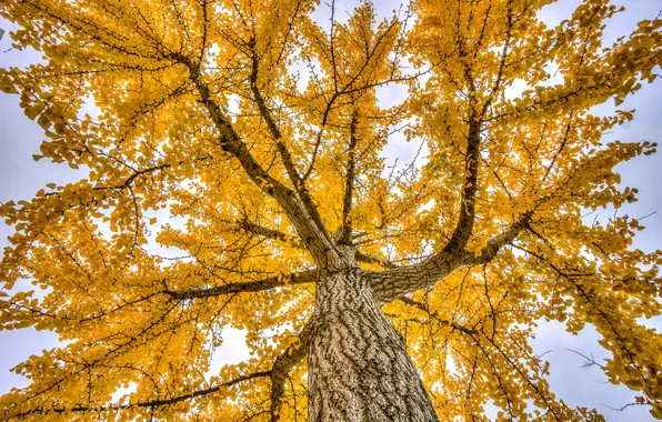 Природа, Осень, Деревья, Ветки, Ствол
