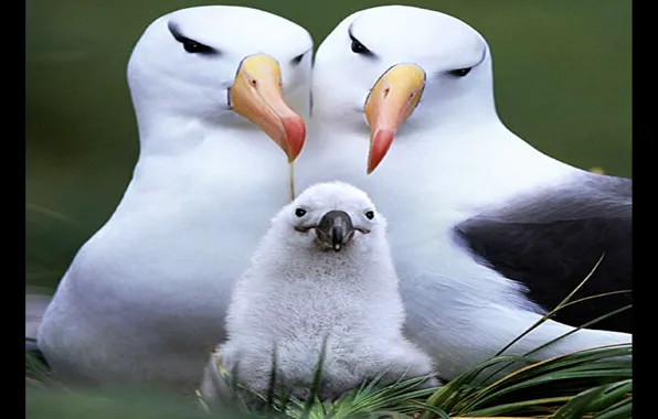 Картинка birds, animal, cool, cute family