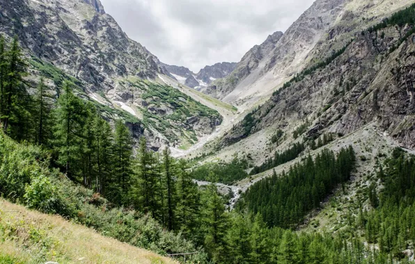Горы, Деревья, Ели