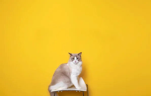 Кошка, кот, взгляд, поза, стул, мордашка, желтый фон