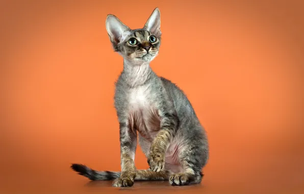 Кошка, поза, котенок, оранжевый фон, сидит, лапка, сфинкс, корниш-рекс