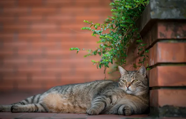 Картинка кошка, отдых, расслабон