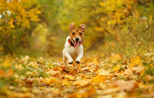 Картинка осень, радость, природа, листва, скорость, собака, бег, пасть