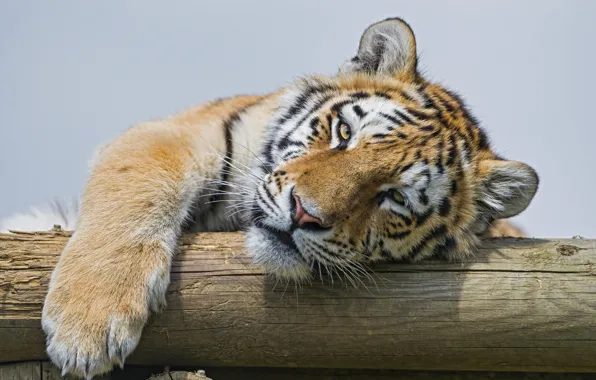 Картинка кошка, взгляд, морда, амурский тигр, ©Tambako The Jaguar