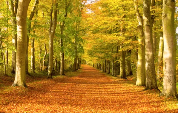 Картинка Осень, Лес, Fall, Листва, Дорожка, Autumn, Colors, Forest
