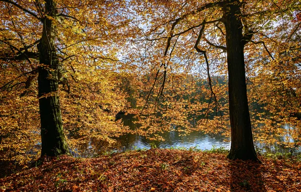 Картинка осень, листья, солнце, деревья, ветки, парк, река, желтые