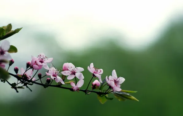 Ветки, природа, фон
