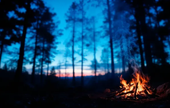 Forest, night, campfire