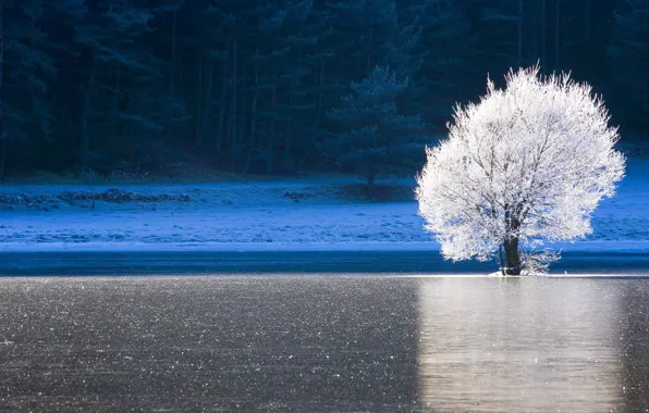Картинка лед, зима, иней, лес, озеро, дерево, Франция, Прованс-Альпы-Лазурный берег