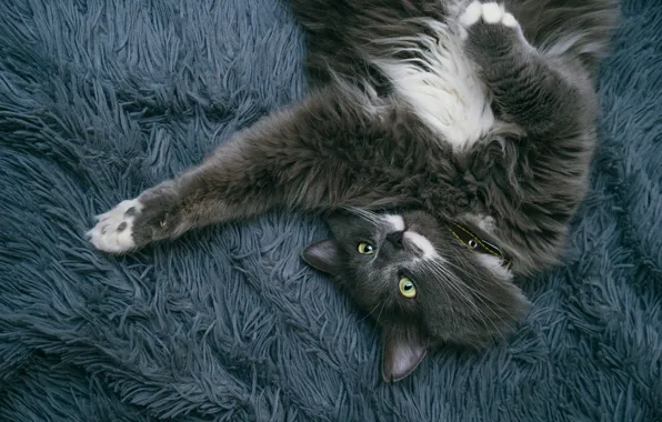 Кошка, кот, взгляд, поза, серый, лапы, пушистый, лежит