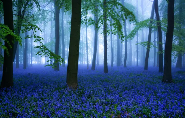 Картинка лес, цветы, весна, Misty Bluebells