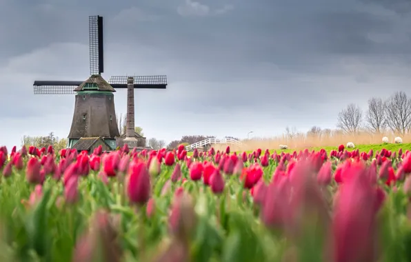 Поле, цветы, весна, тюльпаны, Нидерланды