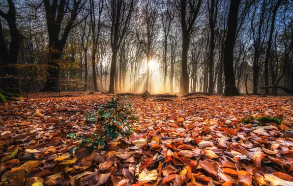 Park, sunrise, парк, forest, деревья, leaves, nature, autumn