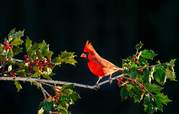 Картинка листья, ягоды, птица, ветка, красный кардинал