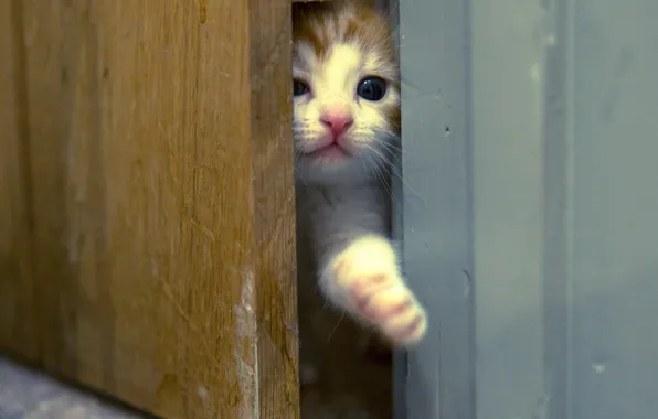 Картинка кошка, фон, дверь