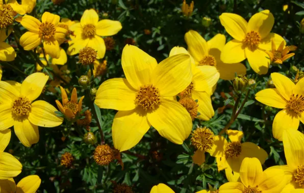 Deutschland, Blume, Blüte