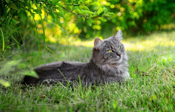 Кот, серый, лежит в траве