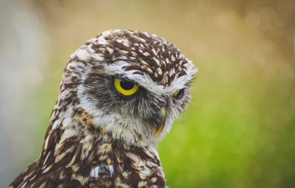 Глаза, взгляд, птица, ребенок, клюв, орёл, белоголовый орел, Bald Eagle
