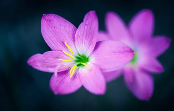 Цветы, природа, лепестки