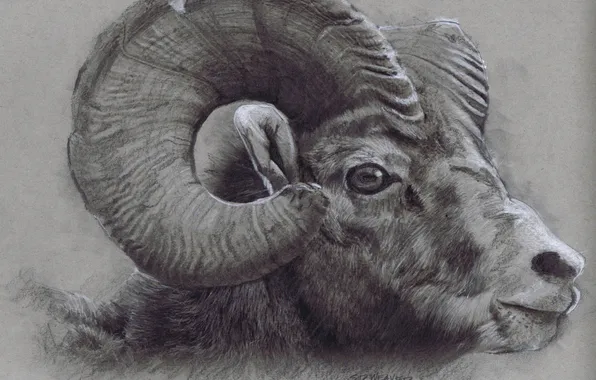Horns, drawing, head, Bighorn Ram