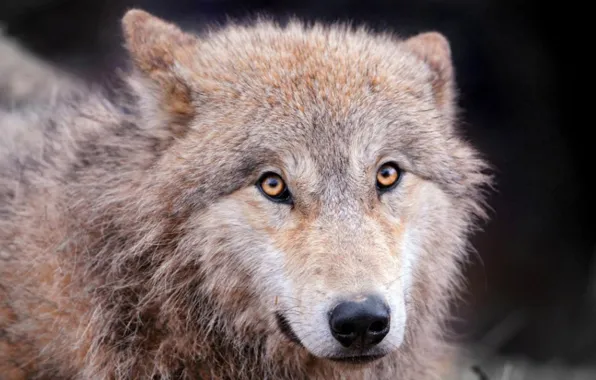 Картинка nature, predator, animal, wolf, wildlife, portrait, portrait., Canis lupus. face