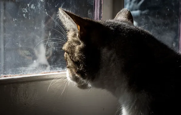 Кошка, кот, стекло, окно, сидит