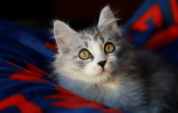 Кошка, взгляд, свет, поза, котенок, серый, портрет, покрывало