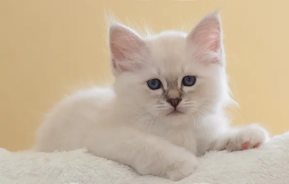 Белый, взгляд, поза, котенок, портрет, малыш, мордочка, лежит