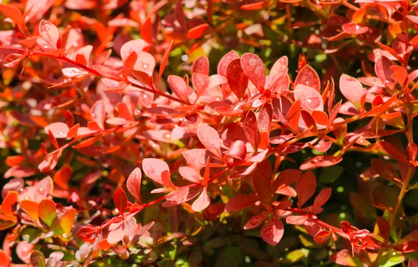 Red, leaf, twigs