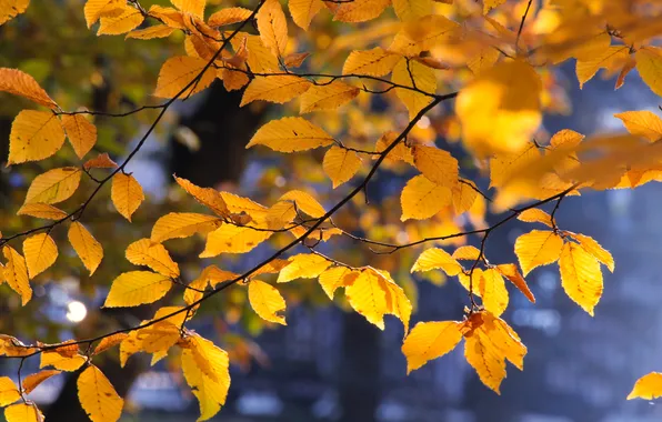 Autumn, leafs, fall, twig