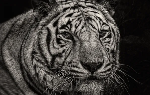 Взгляд, тигр, портрет