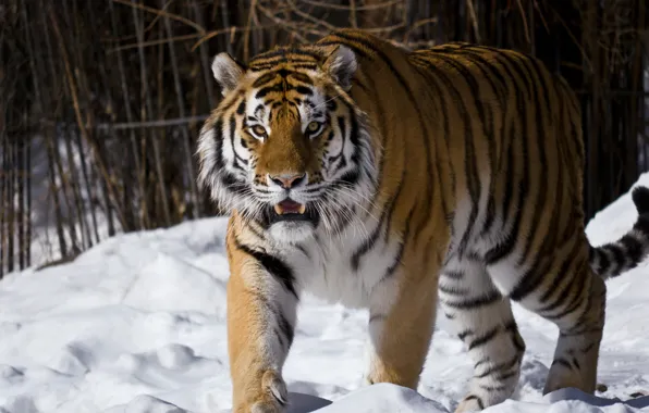 Картинка взгляд, снег, Амурский тигр, Московский зоопарк