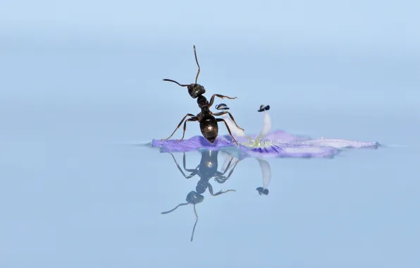 Картинка цветок, вода, макро, отражение, муравей
