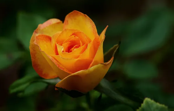 Цветок, макро, оранжевый, роза