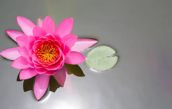 Цветок, лист, пруд, розовый, лотос, кувшинка, вид сверху, водяная лилия
