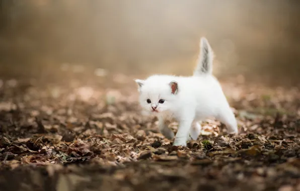Кошка, белый, природа, котенок, листва, прогулка, мордашка, боке