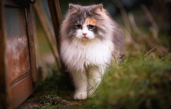 Картинка кошка, трава, кот, взгляд, котенок, фон, доски, портрет
