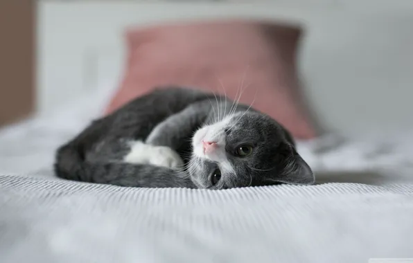 Кровать, котик, пушистый, лежит, котёнок