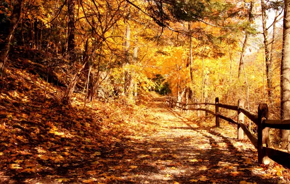 Картинка листва, парк, свет, Осень, деревья, ограда
