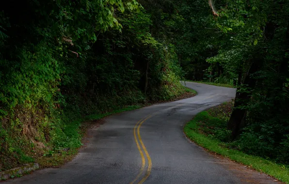 Дорога, лес, природа