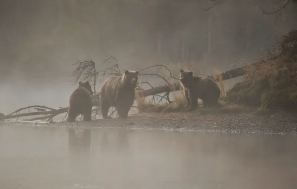 Картинка река, дерево, утро, медведи, медвежата, медведица, утренний туман, три медведя