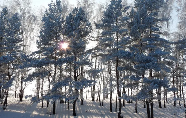 Картинка зима, лес, солнце, лучи, снег, деревья, закат, ель