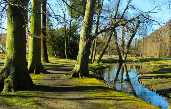 Park, tree, pond