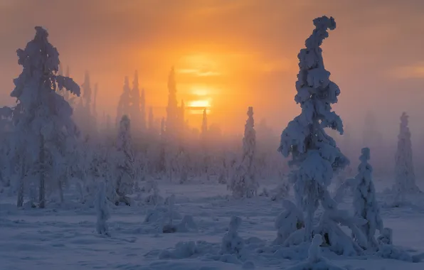 Картинка зима, лес, солнце, снег, дымка, Швеция, национальный парк Муддус, провинция Лаппландя