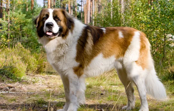 Картинка Собака, лес., сторожевая, московская