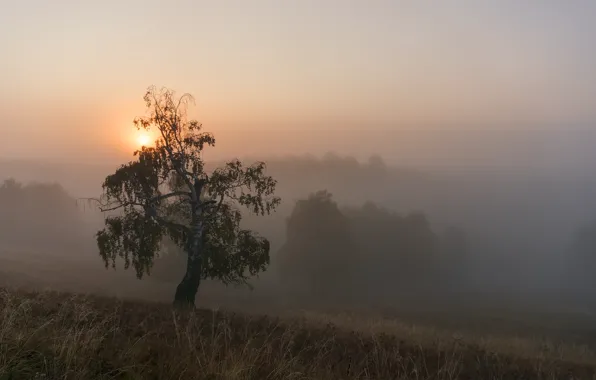 Поле, лес, лето, трава, солнце, свет, пейзаж, природа