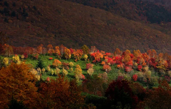 Картинка осень, лес, свет, деревья, горы, природа, Sarukura