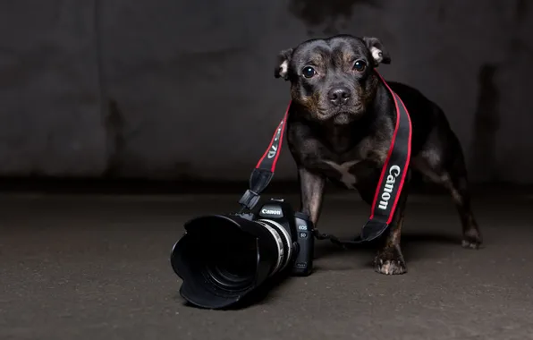 Взгляд, собака, камера